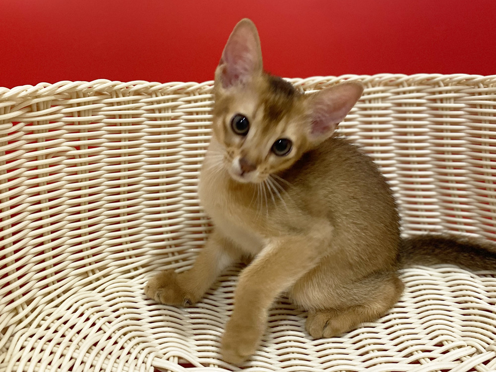 アビシニアンの子猫画像