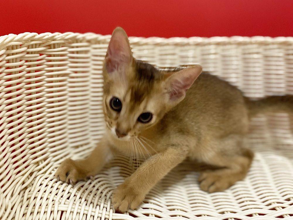 アビシニアンの子猫画像