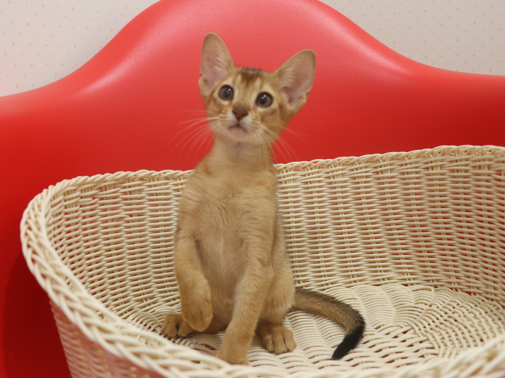 アビシニアンの子猫画像