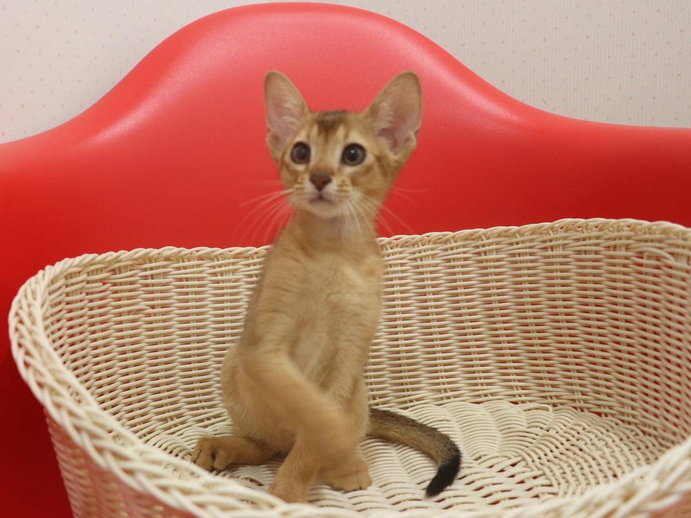 アビシニアンの子猫画像