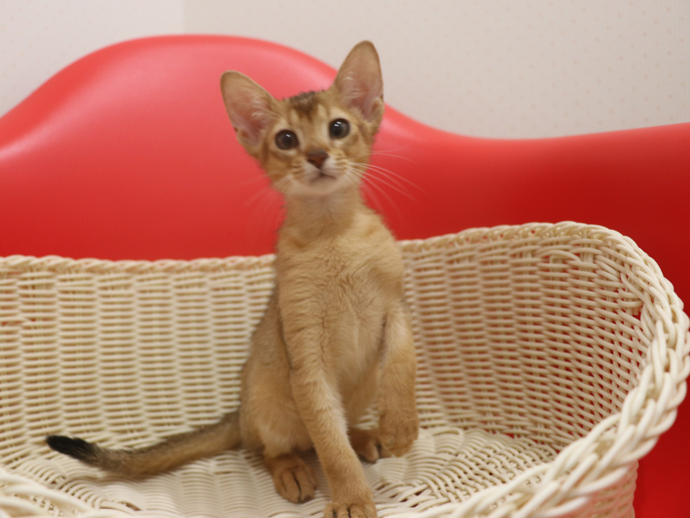 アビシニアンの子猫画像