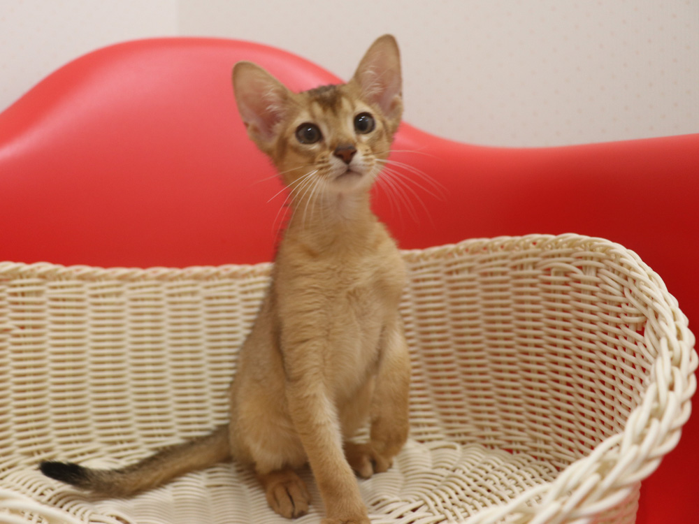 アビシニアンの子猫画像