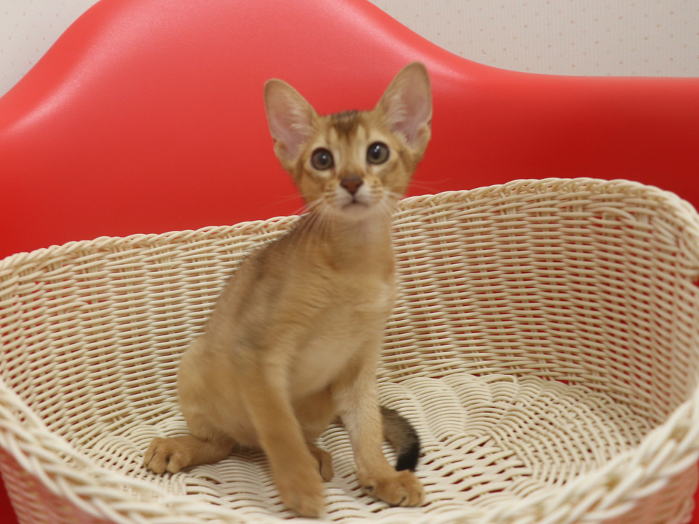 アビシニアンの子猫画像