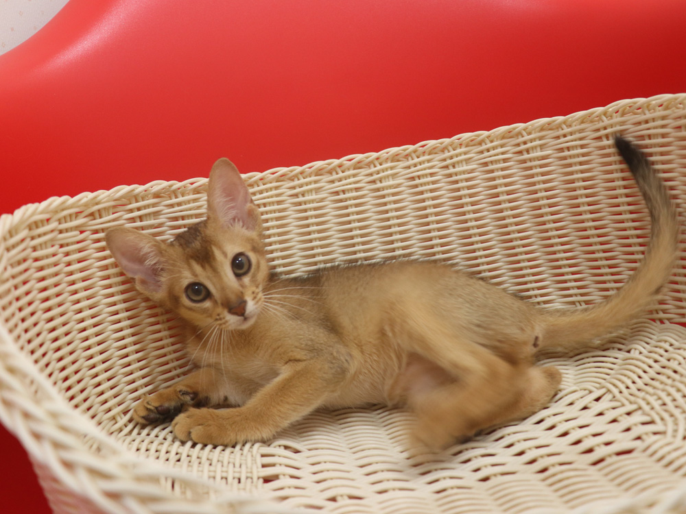 アビシニアンの子猫画像