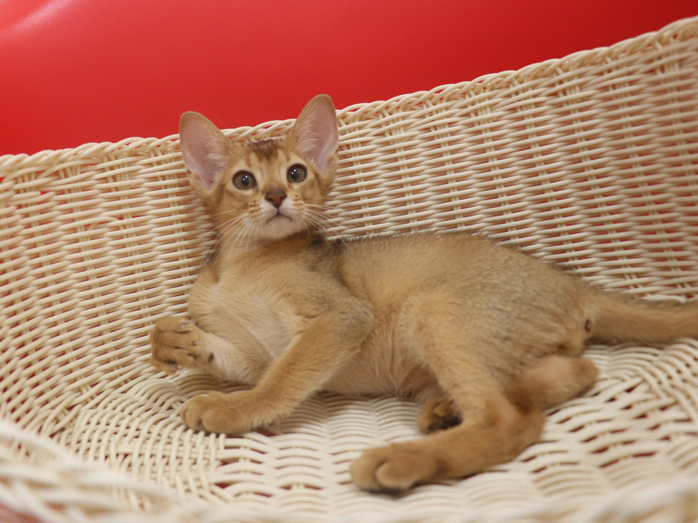 アビシニアンの子猫画像