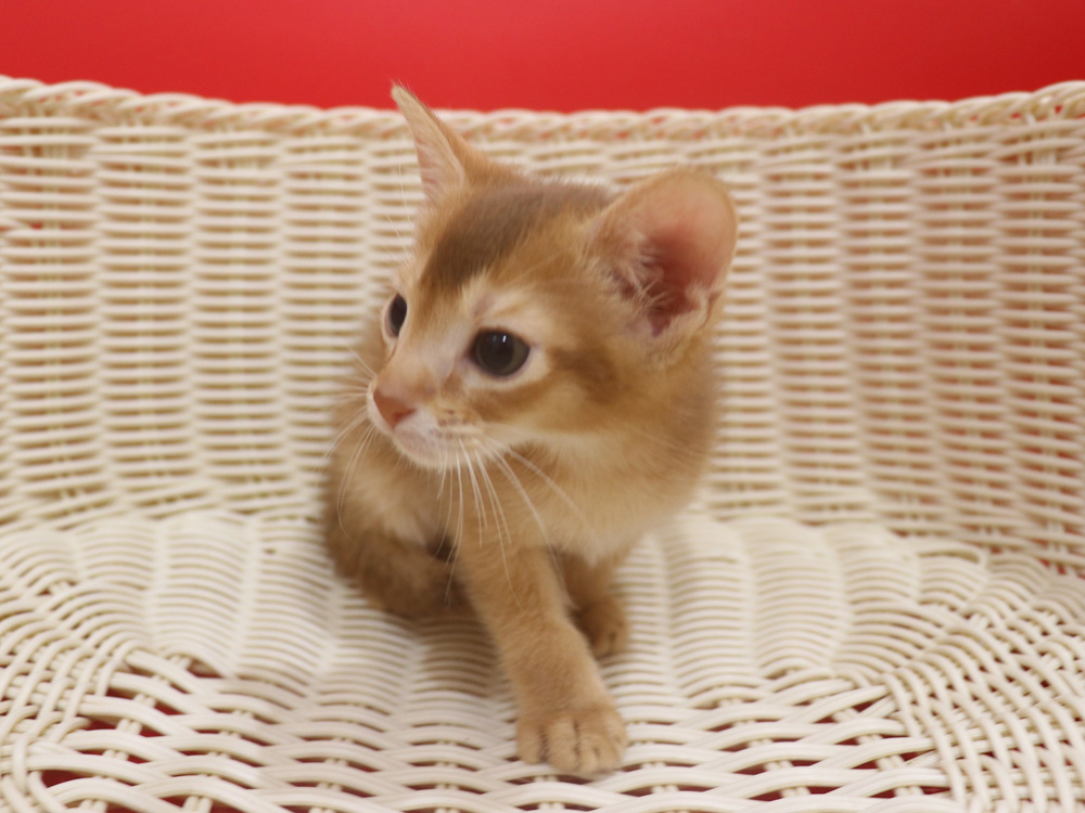 アビシニアンの子猫画像