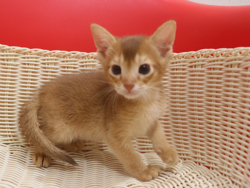 アビシニアンの子猫画像