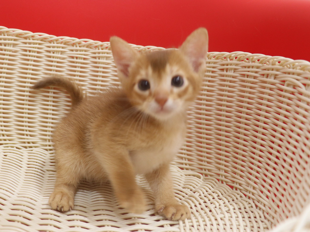 アビシニアンの子猫画像