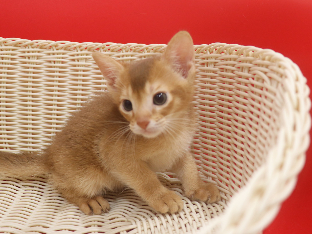 アビシニアンの子猫画像