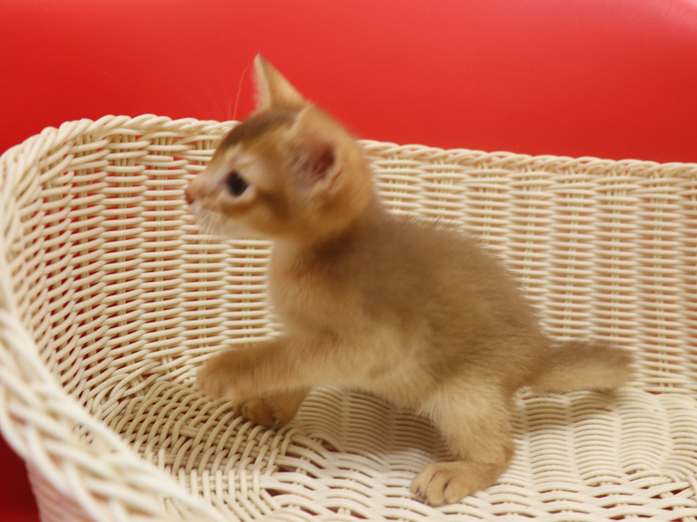 アビシニアンの子猫画像