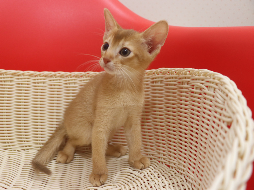 アビシニアンの子猫画像