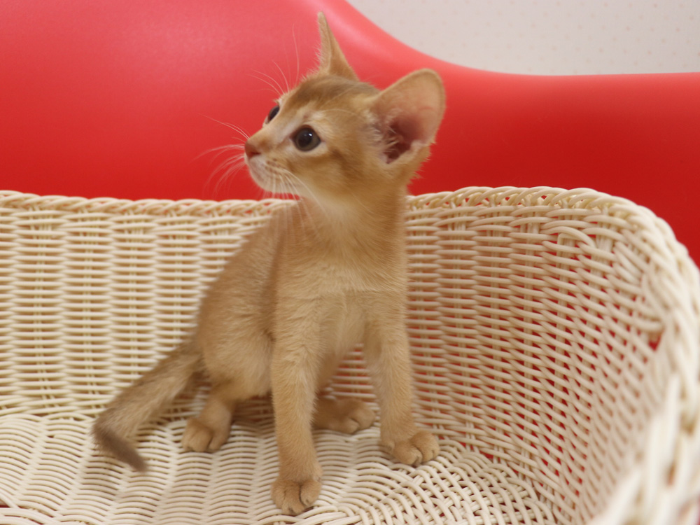アビシニアンの子猫画像