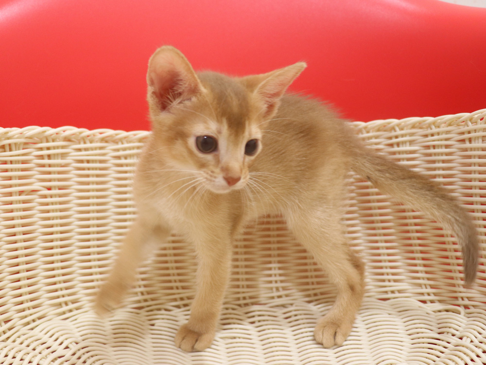 アビシニアンの子猫画像