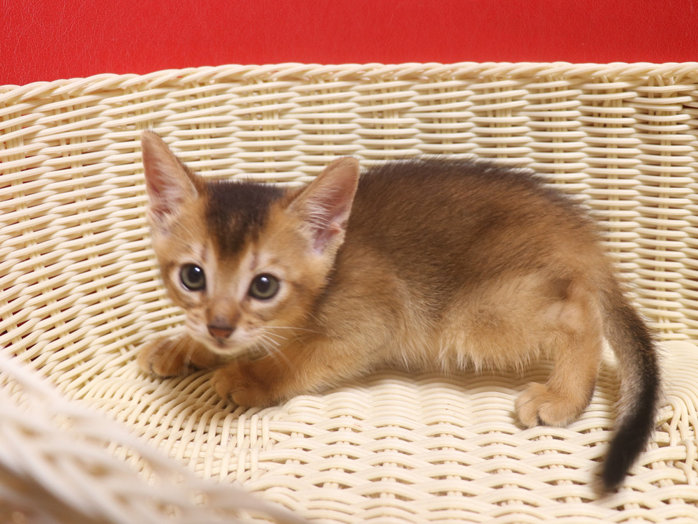 アビシニアンの子猫画像
