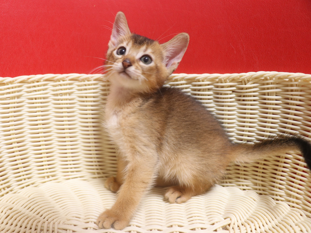 アビシニアンの子猫画像