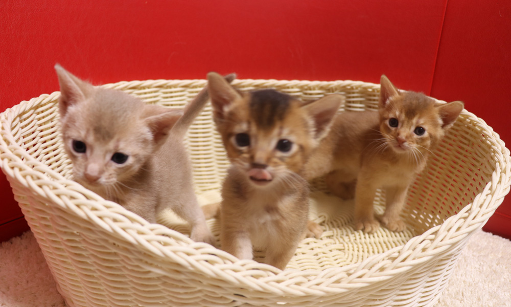 アビシニアンの子猫画像