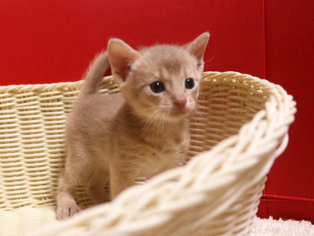 アビシニアンの子猫画像