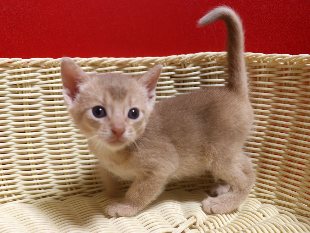 アビシニアンの子猫画像