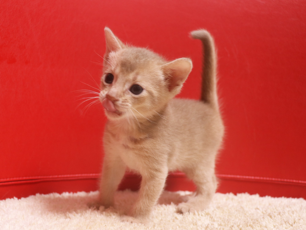 アビシニアンの子猫画像
