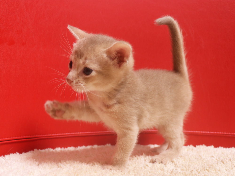 アビシニアンの子猫画像