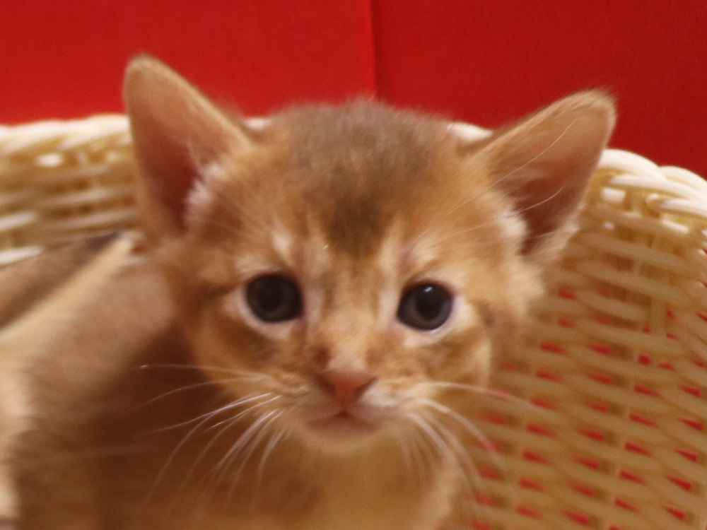 アビシニアンの子猫画像