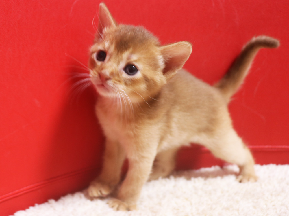 アビシニアンの子猫画像