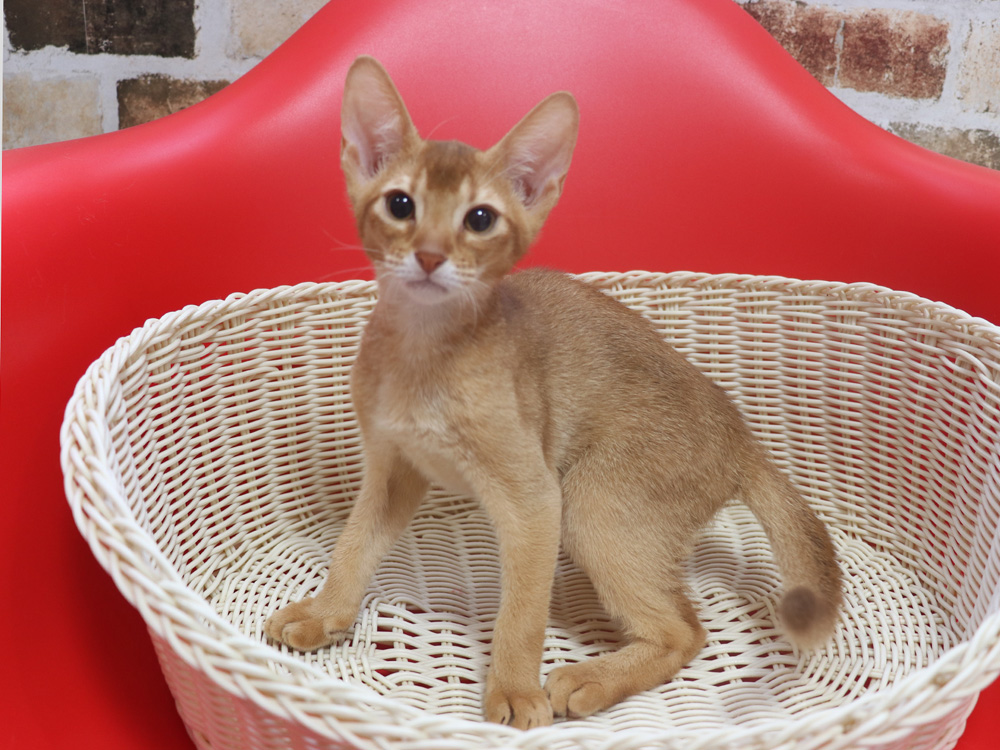 アビシニアンの子猫画像