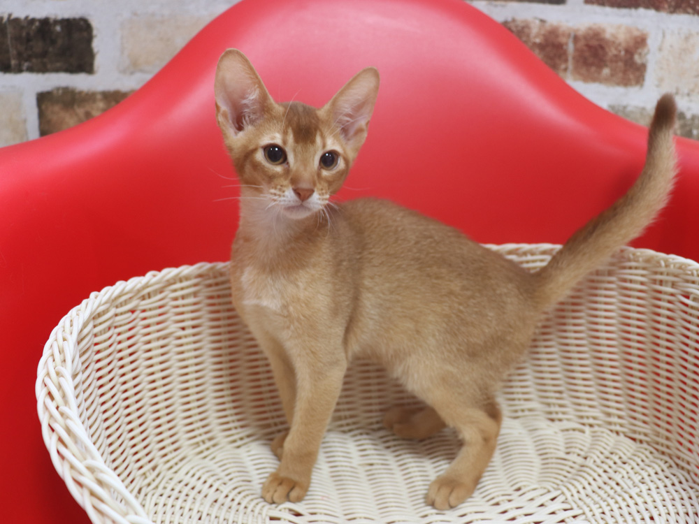 アビシニアンの子猫画像