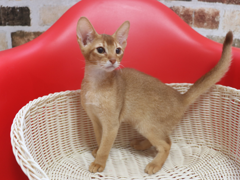 アビシニアンの子猫画像