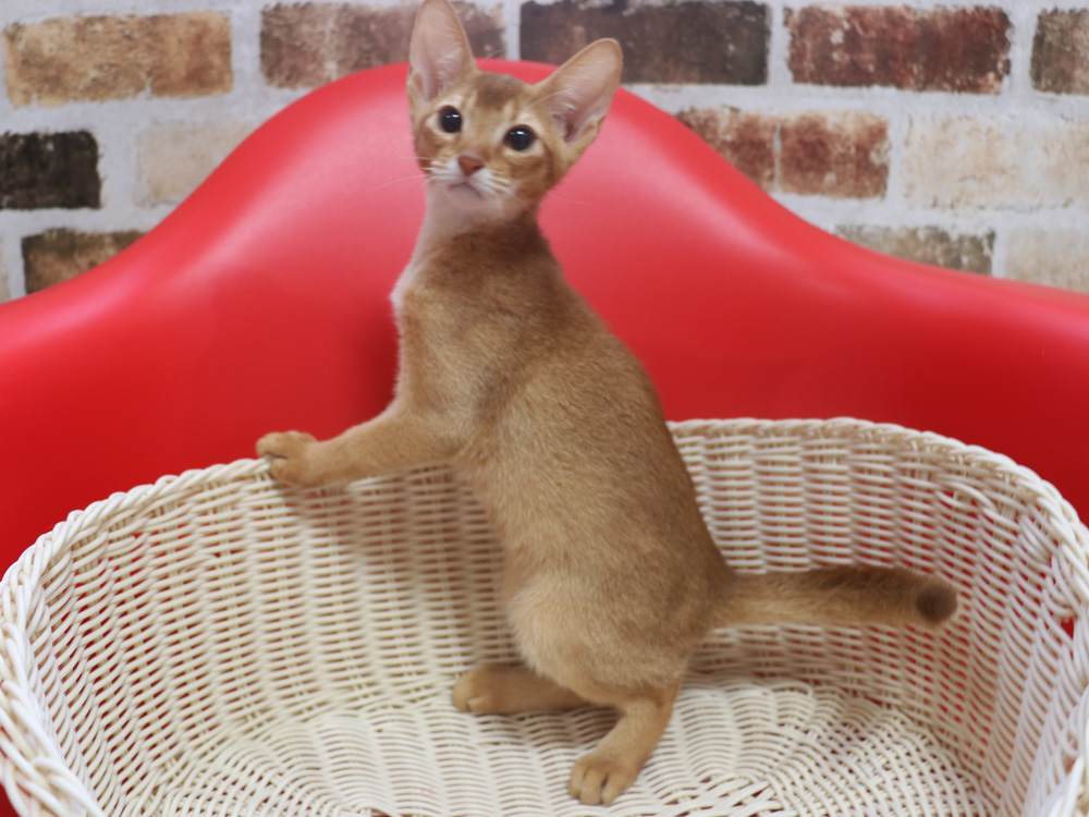 アビシニアンの子猫画像
