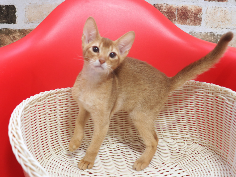 アビシニアンの子猫画像