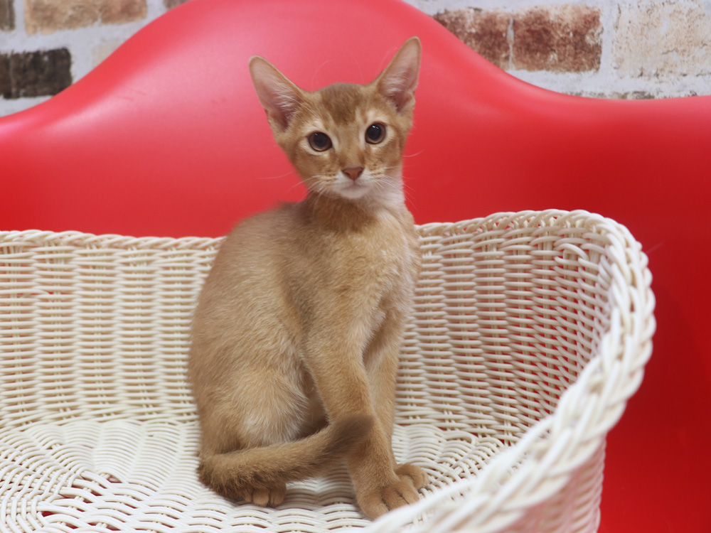 アビシニアンの子猫画像