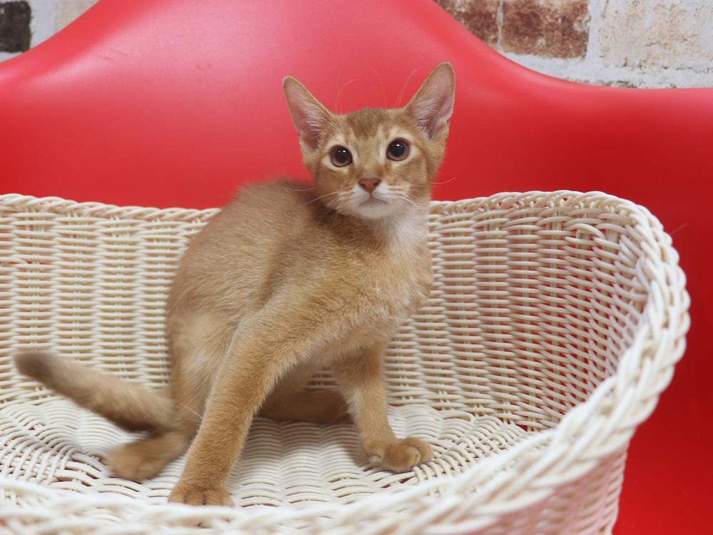 アビシニアンの子猫画像