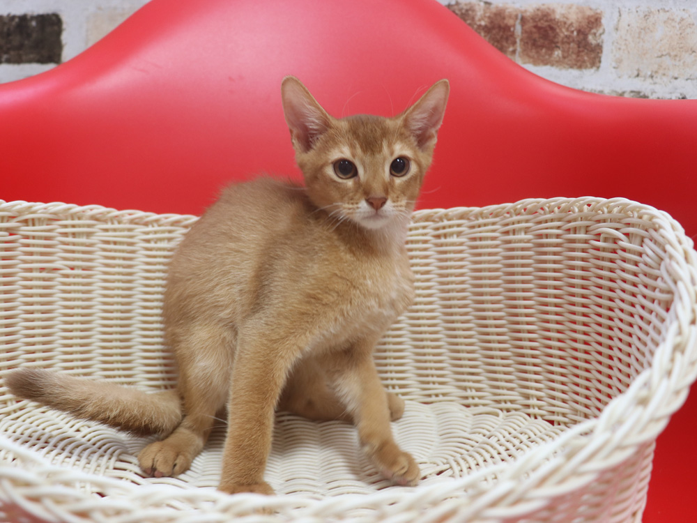 アビシニアンの子猫画像