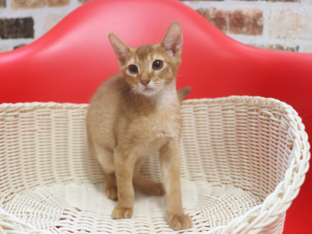 アビシニアンの子猫画像