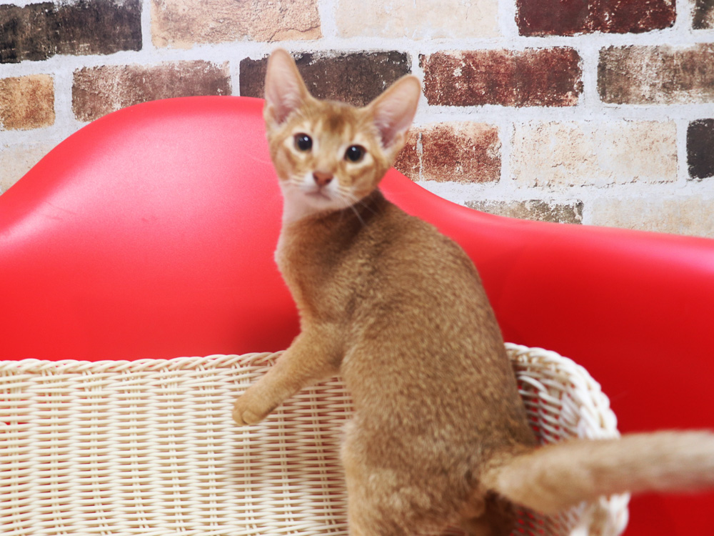 アビシニアンの子猫画像