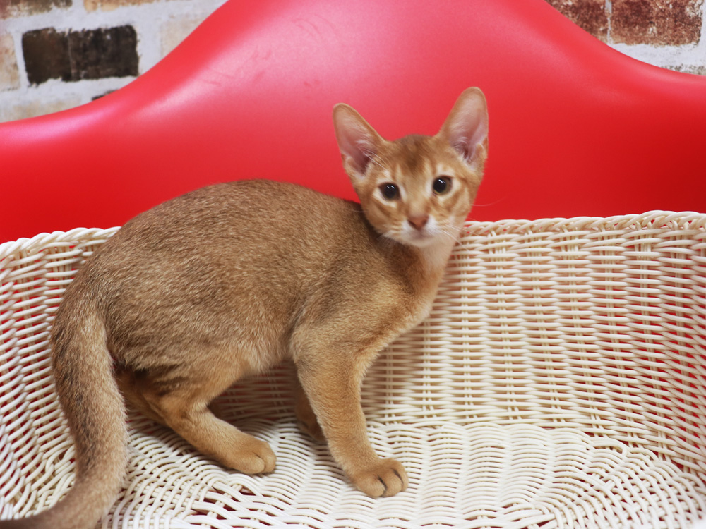 アビシニアンの子猫画像