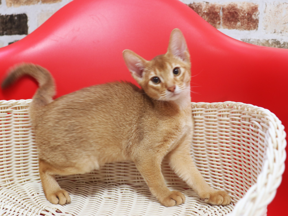 アビシニアンの子猫画像