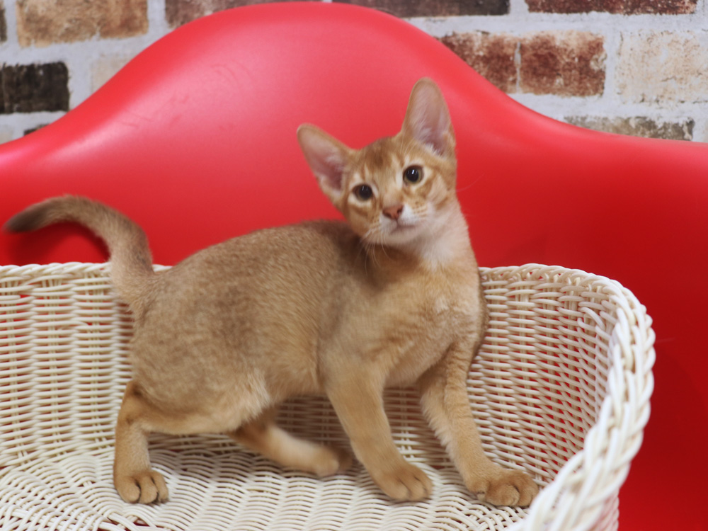 アビシニアンの子猫画像