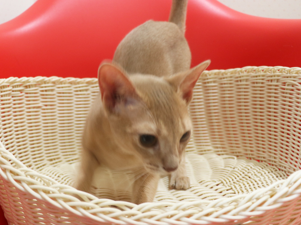 アビシニアンの子猫画像