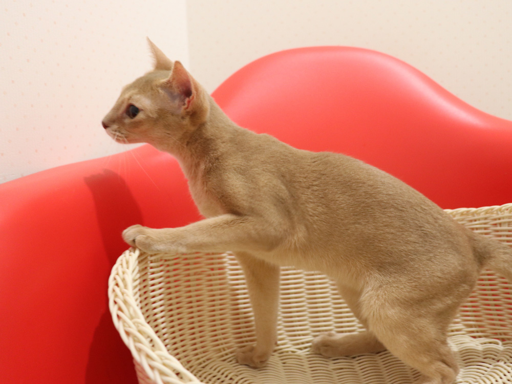 アビシニアンの子猫画像
