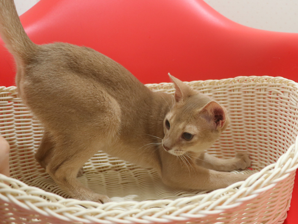 アビシニアンの子猫画像