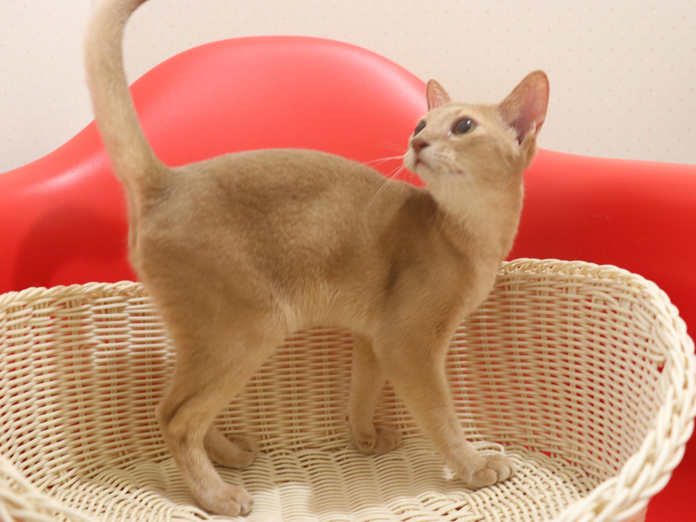 アビシニアンの子猫画像