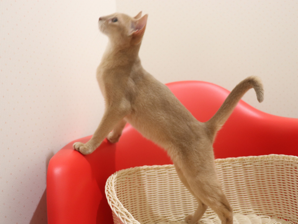 アビシニアンの子猫画像