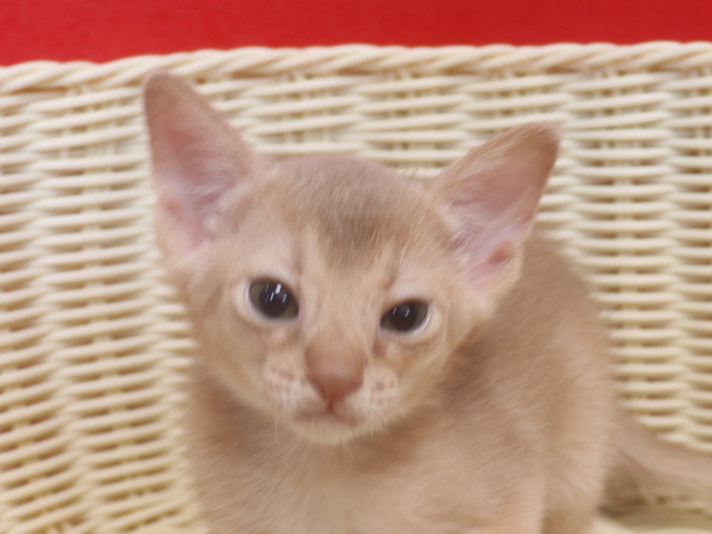 アビシニアンの子猫画像