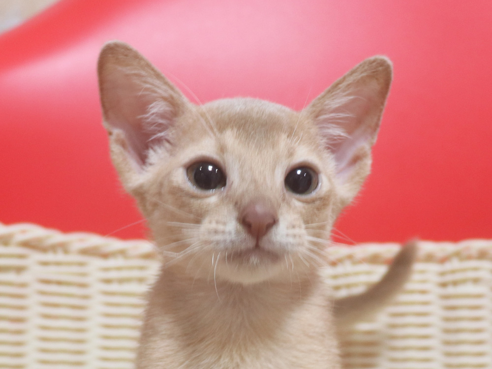 アビシニアンの子猫画像