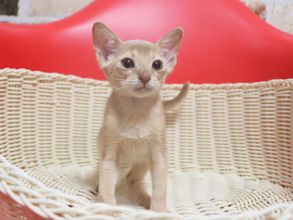 アビシニアンの子猫画像