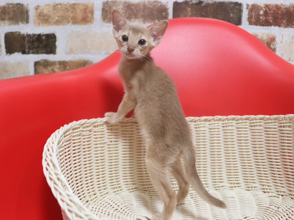 アビシニアンの子猫画像