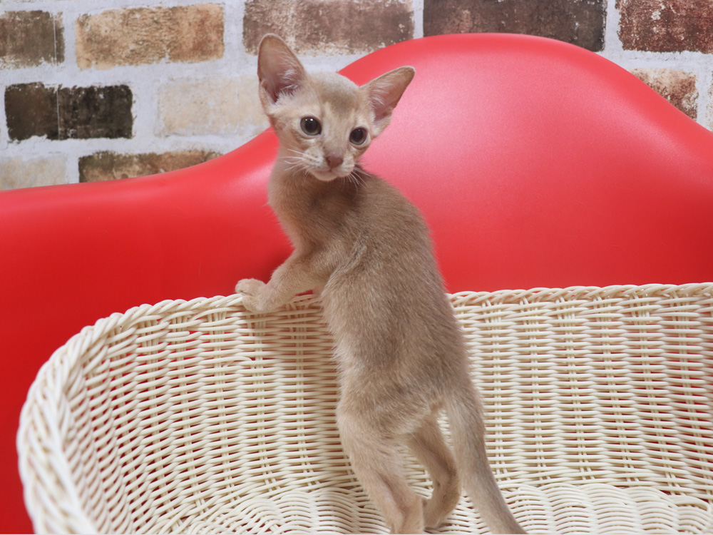 アビシニアンの子猫画像