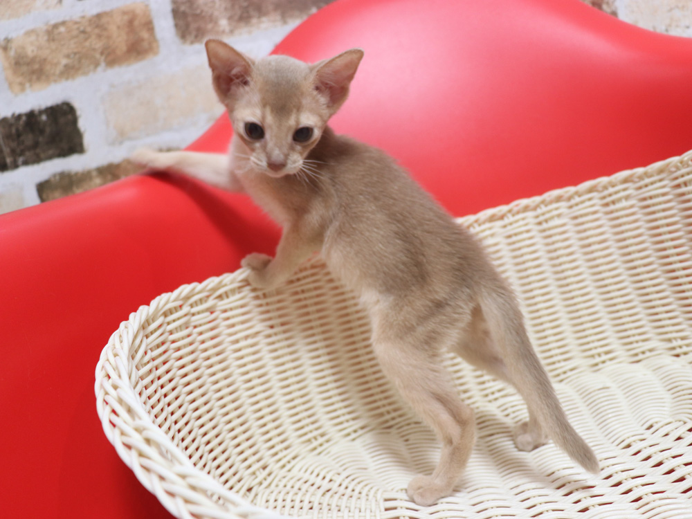 アビシニアンの子猫画像